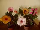 hibiscus grup