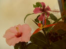 Adonicus Pink + Fidjian Island