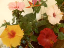 hibiscus grup