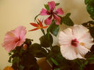 hibiscus grup