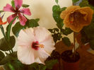 hibiscus grup