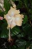 hibiscus Cream Lady