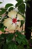 hibiscus Sri Lanka