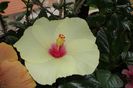 hibiscus Key Lime Pie