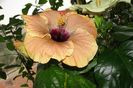 hibiscus Cloudy Day