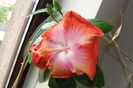 hibiscus Moorea Rita