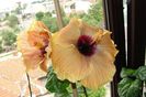 hibiscus Cloudy Day