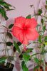 hibiscus Surinam