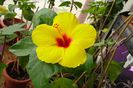 hibiscus Uh Hulla Girl