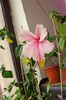 hibiscus Pink Wings