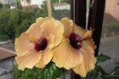 hibiscus Cloudy Day