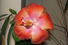 hibiscus Moorea Rita