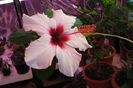 hibiscus Natal