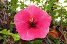 hibiscus Nice Going