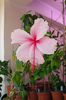 hibiscus Pink Wings