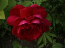 DSC00561
