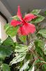 hibiscus Cooperi