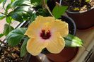 hibiscus Yellow Holiday