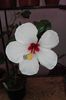 hibiscus Ibiza