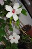 hibiscus Natal