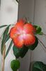 hibiscus Moorea Rita