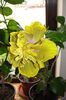 hibiscus Time for Magic