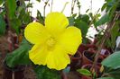 hibiscus Yellow Delight