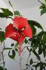 hibiscus Rouge Tropique