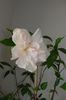 hibiscus alb batut