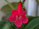 Kohleria Yf s Lucica