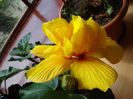 hibiscus Hoenig (2)