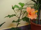 hibiscus portocaliu (1)