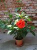 hibiscus rosu involt (2)