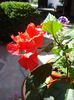 hibiscus rosu involt (5)
