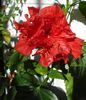 hibiscus rosu involt (6)