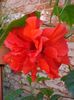 hibiscus rosu involt (9)