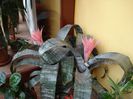 aechmea (19)