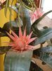aechmea (24)