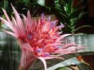 aechmea (29)