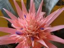 aechmea (30)