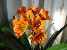 inflorind (28)