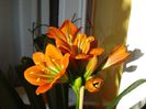 inflorind (31)