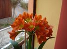 inflorind (32)