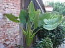 colocasia (1)