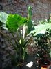 colocasia (3)