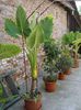 colocasia (4)