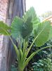 colocasia (5)