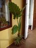 colocasia (7)