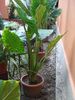 colocasia (9)