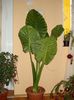 colocasia (11)